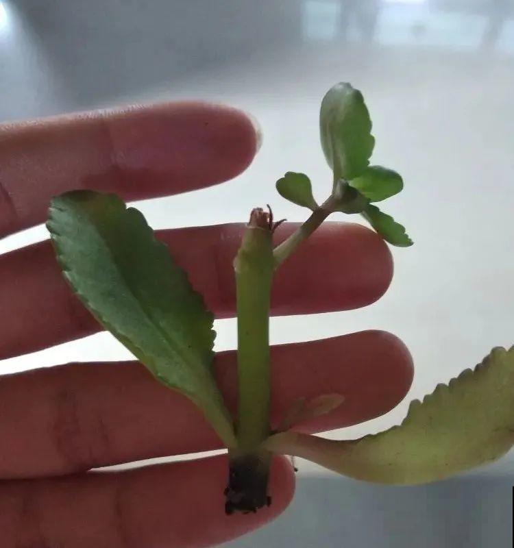 长寿花超全大养护，养爆盆的秘密，全在这里！