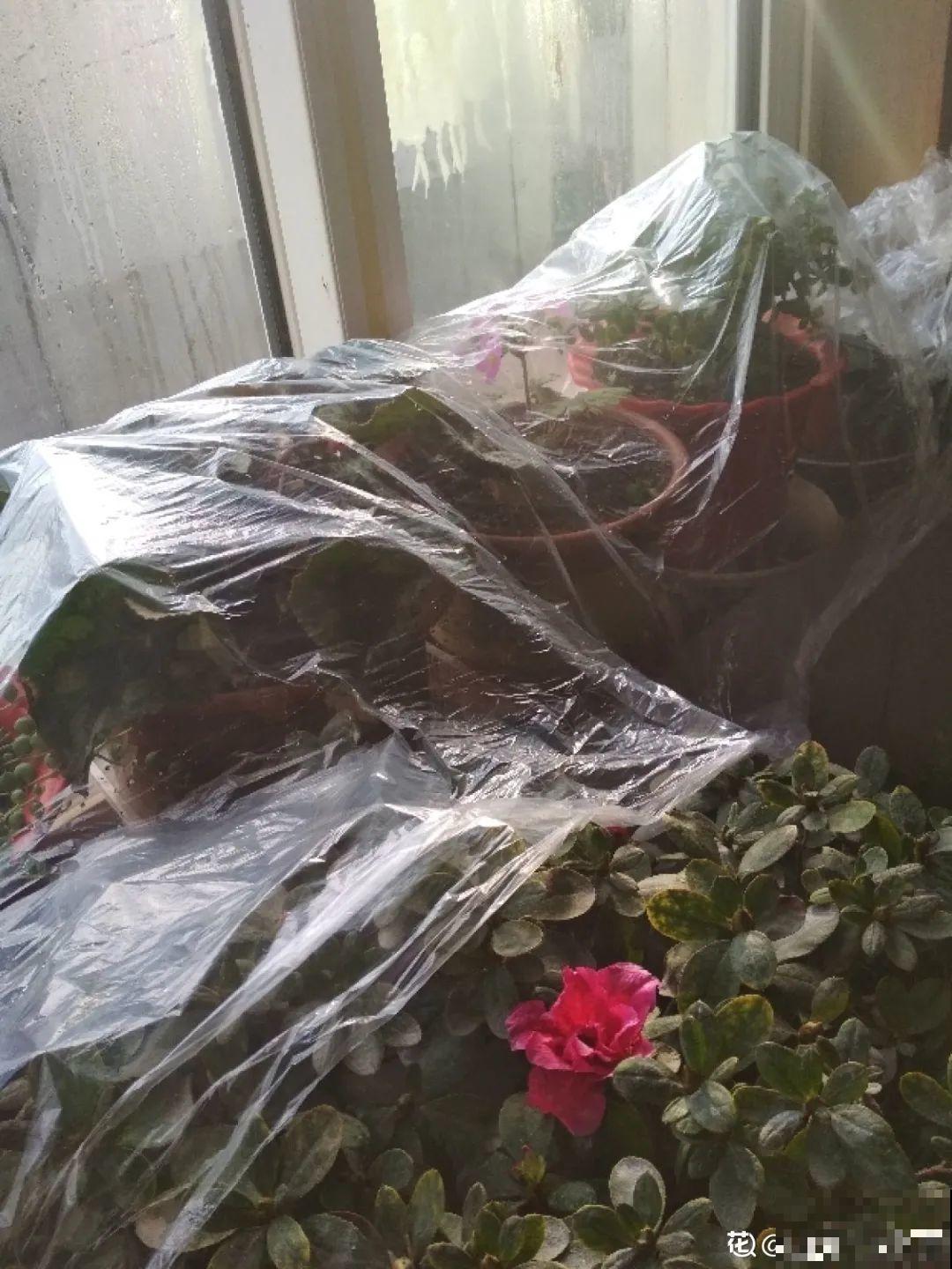 冬天太冷，花要及时保暖，才能安全越冬