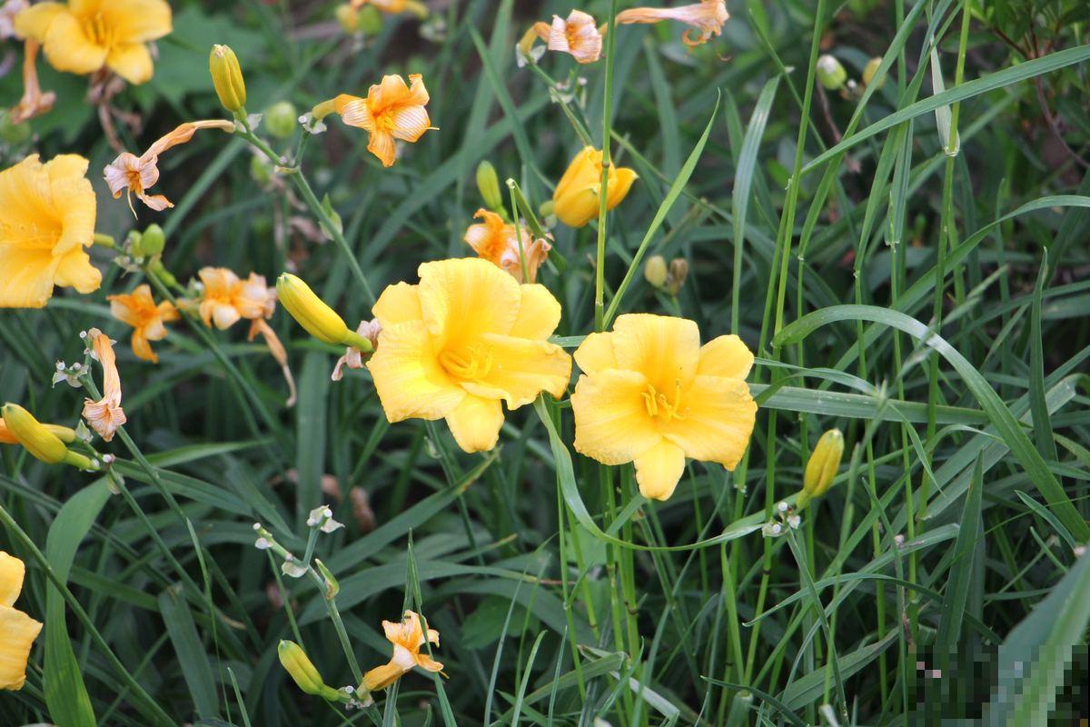 开花不断的萱草，鲜艳好看，送给妈妈特别合适！