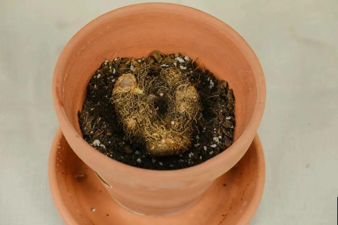 1种花不能用大盆，盆越小，水越少，开花更爆盆！