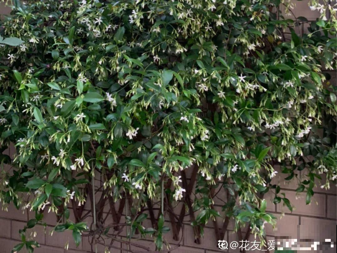 冬剪开始了，月季看见这种枝，就要赶紧剪！