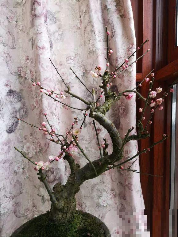 3月是给花剃头的好时机,现在狠心剪,下月就开花 3月是给花剃头的好时机,现在狠心剪,下月就开花