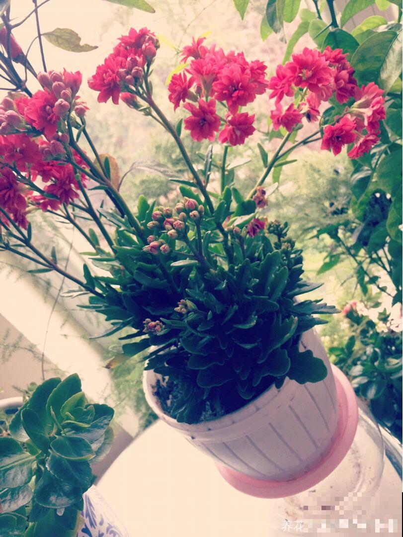 花盆底部垫点小东西，不漏土不闷根，植物长得特壮