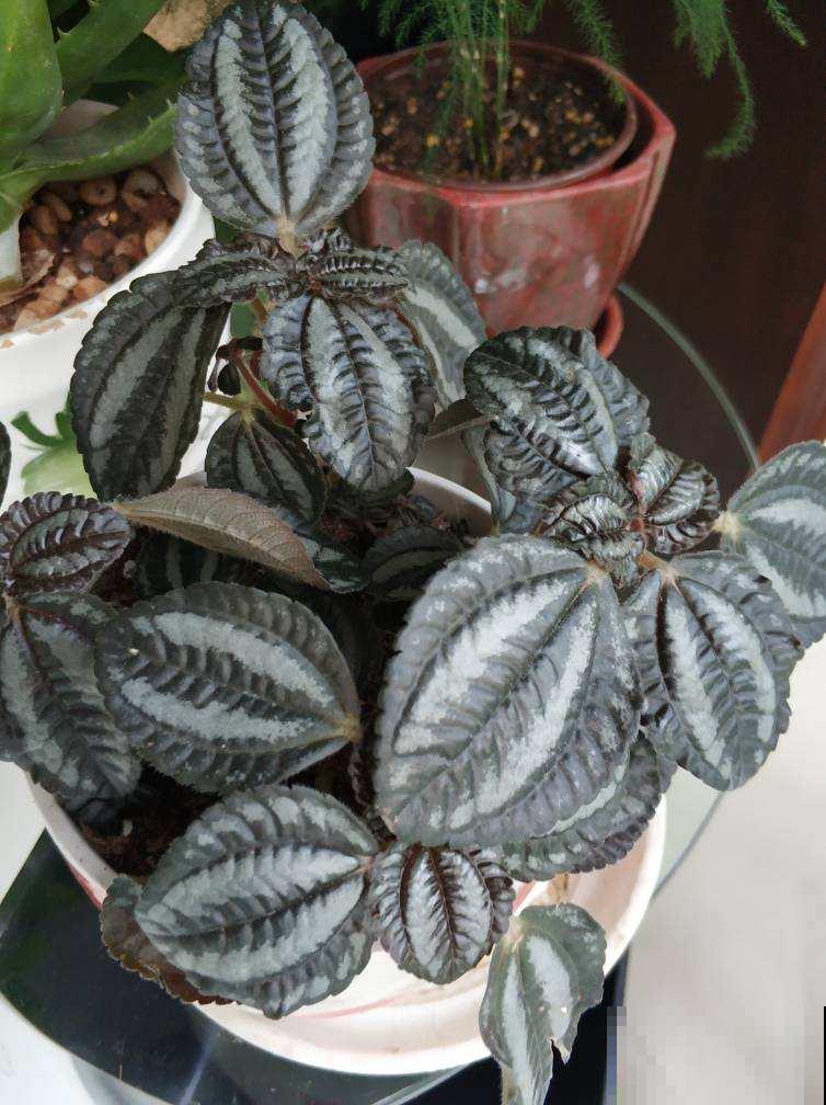 小众的花叶冷水花，做好这4点，养护没难度！