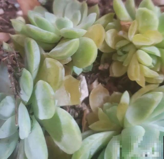 家里养这10种花,冻伤了要赶紧救,晚了就救不回来了 家里养这10种花,冻伤了要赶紧救,晚了就救不回来了