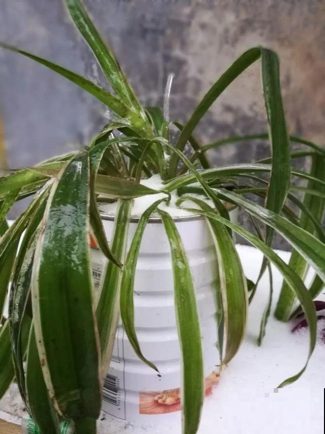 家里养这10种花,冻伤了要赶紧救,晚了就救不回来了 家里养这10种花,冻伤了要赶紧救,晚了就救不回来了