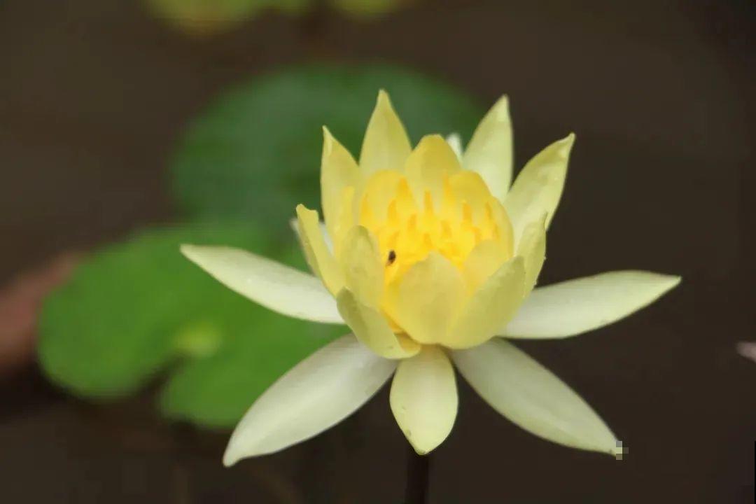 家里养盆“花中睡美人”，一天灌一瓢水，开花多得大缸放不下！