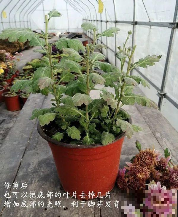 百合开花不是一次性，开完要施肥，1盆能生20盆
