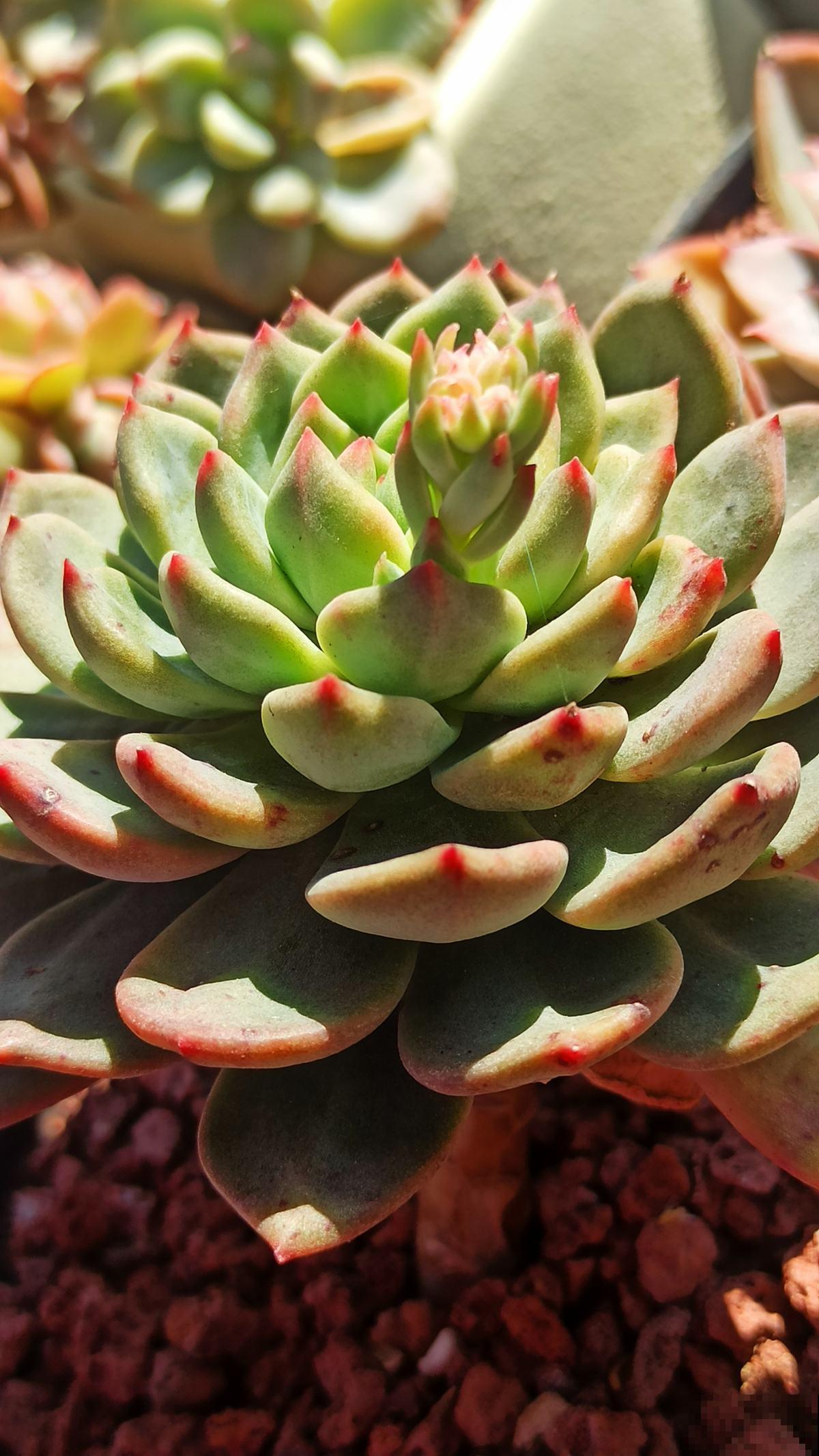 家里的小露台，养些喜欢的花，春天开成大花园