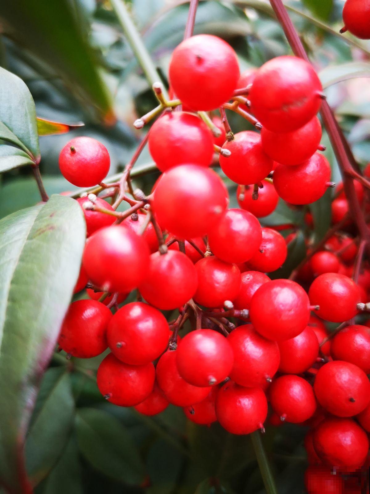 4种花，越凉爽长得越好，太热反而不开花