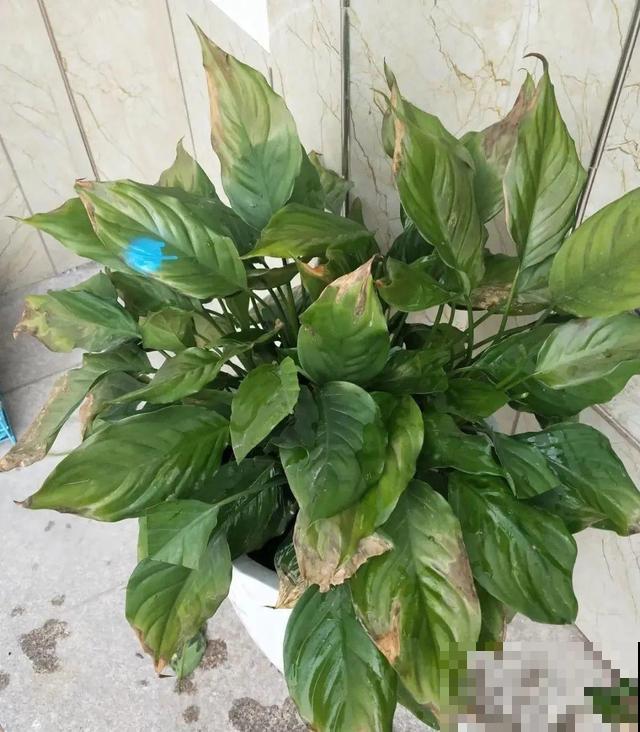 家里养这10种花,冻伤了要赶紧救,晚了就救不回来了 家里养这10种花,冻伤了要赶紧救,晚了就救不回来了