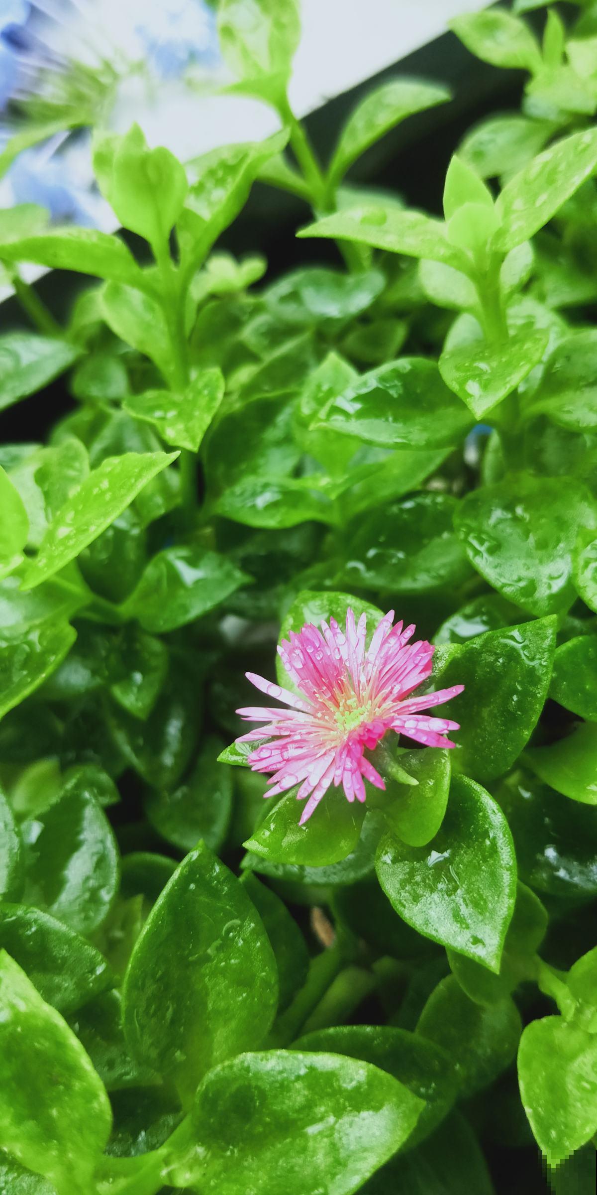 立春到，5种花长得超快，掐下嫩芽炒鸡蛋，喷香！