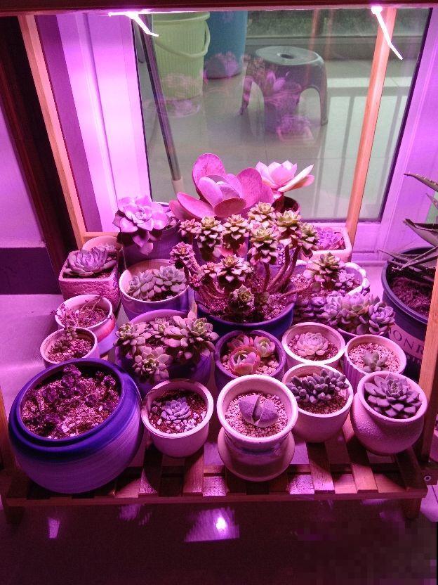 家里光照不好，就养耐阴花，没光也能开爆盆