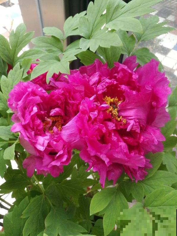 通过养花交到的朋友，是我一生的荣幸……