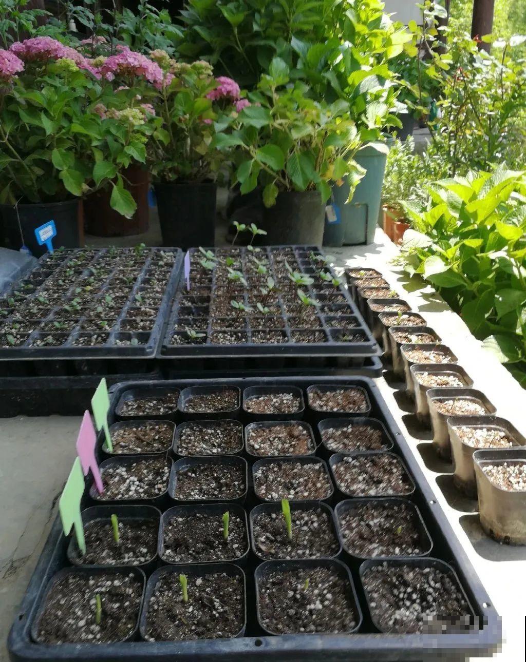 3年的时间，老院子变成大花园，过上塔莎奶奶一样的日子！