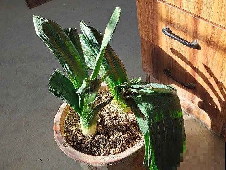 腊月养花禁忌，一定要保暖，不然花很快就死