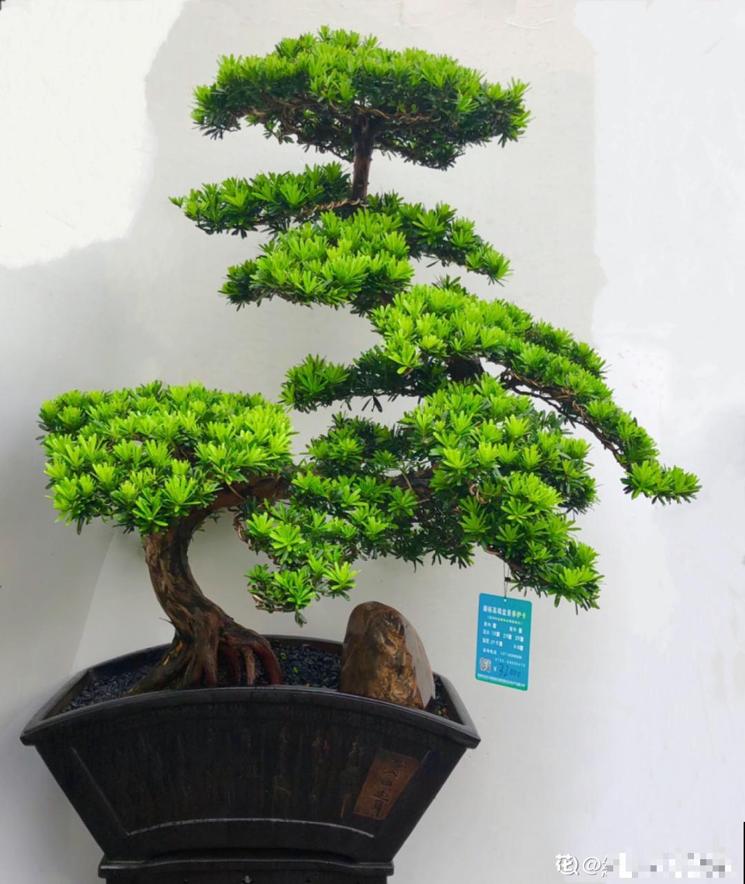 家里养盆镇宅花,一年红红火火,好运满满 家里养盆镇宅花,一年红红火火,好运满满