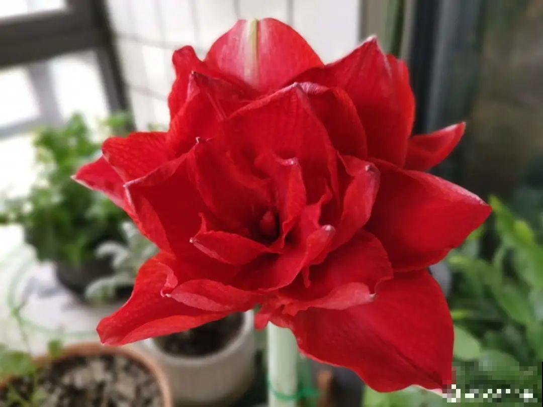 12个月的花历，常见植物花期都在这，看完再也不错过花期