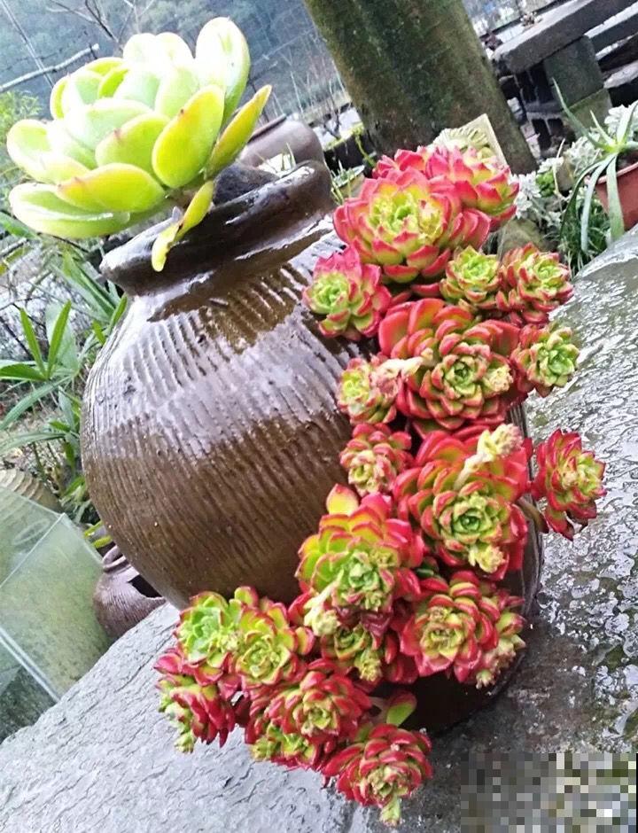 多肉冬天冻一冻，颜色就变成了调色盘，好看极了！