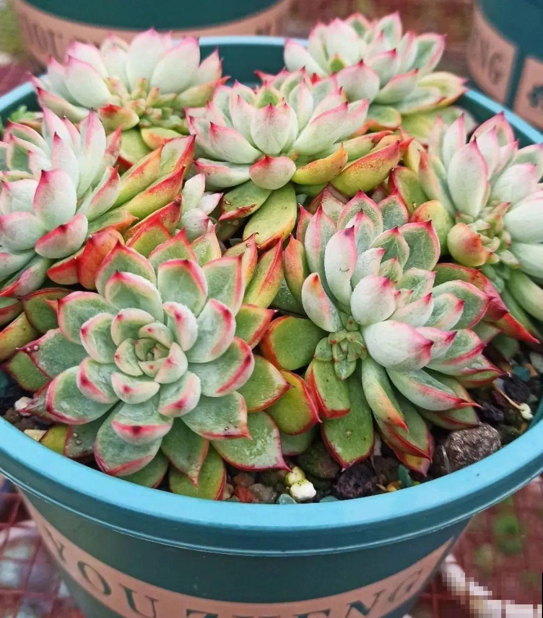 多肉养在大盆里,就是豪横霸气,棵棵大得像白菜 多肉养在大盆里,就是豪横霸气,棵棵大得像白菜