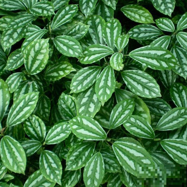 这6种植物养在厨房，油烟味被吸光，空气保持清新！