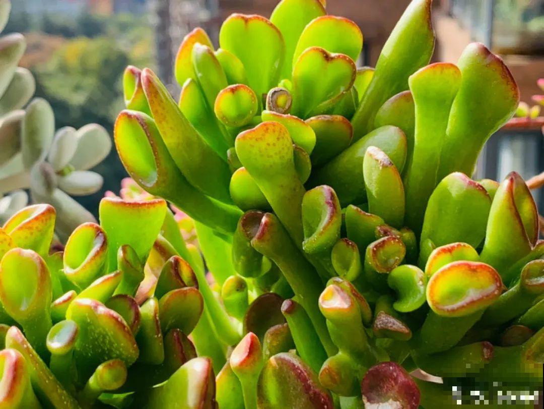 小阳台也能养多肉，一尺一寸，都是繁华！