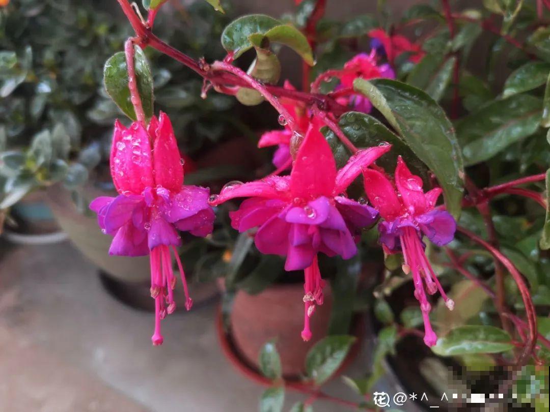 春天暖和了，6种花疯狂冒花苞，拦都拦不住