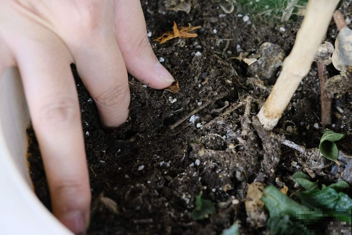 老花农多年总结出的经验，做好这4件事，肯定能养好丽格海棠！