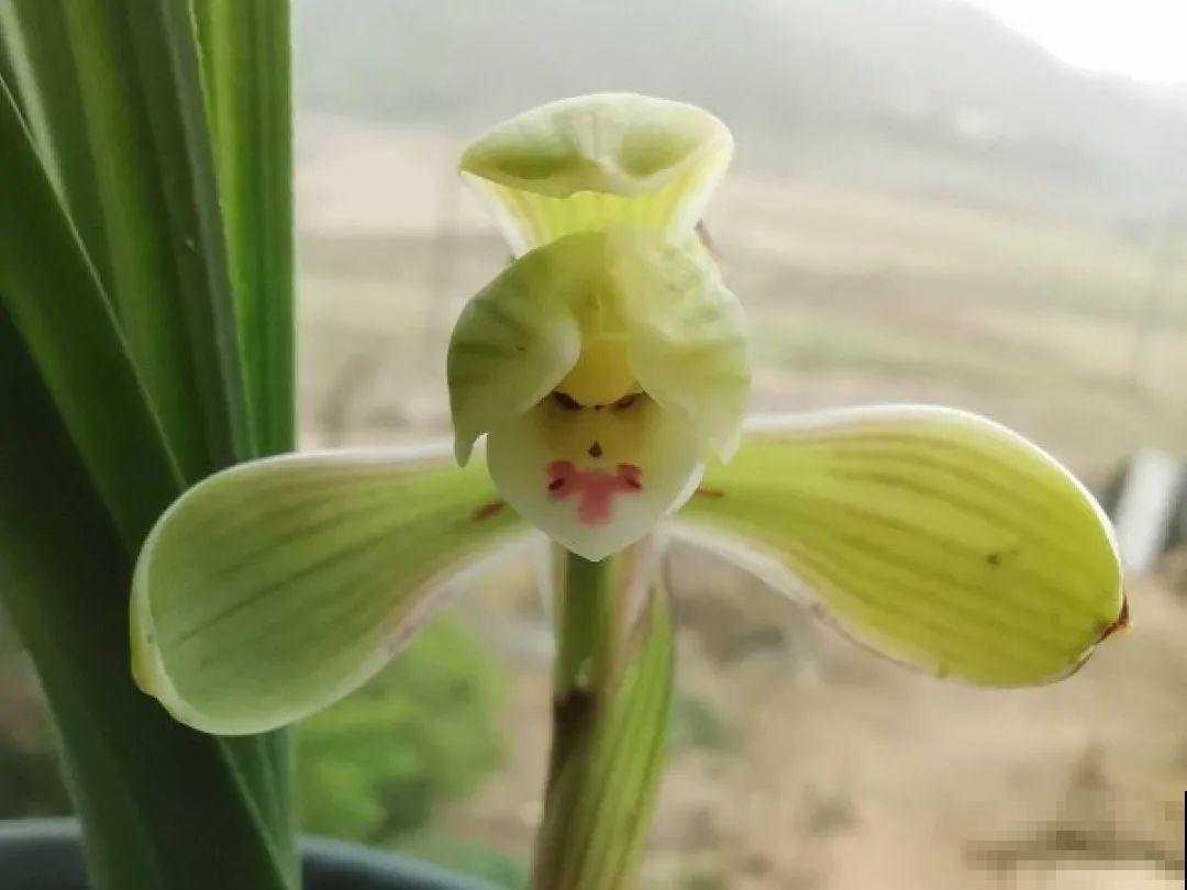 最逗的兰花,开花像人脸,越看越想笑 最逗的兰花,开花像人脸,越看越想笑