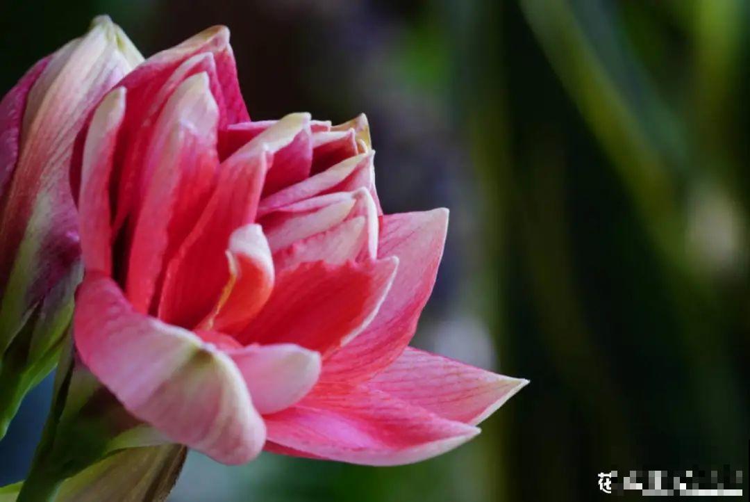 朱顶红埋土里，如何能年年开花，球变大、变多？