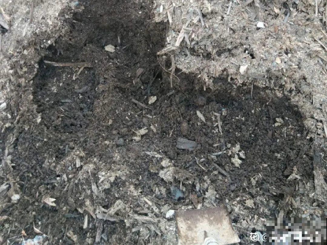 10个养花偏方,一般人我不告诉他,养花太好用 10个养花偏方,一般人我不告诉他,养花太好用