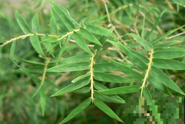 家里养凤尾竹，做好这几件事，叶片油绿有精神！