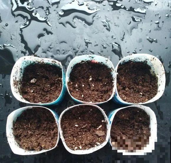 现在扦插超好活，剪根枝，捂3天，冒出狗牙根！