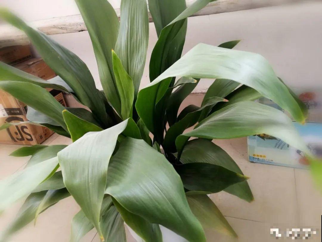 24种花,净化空气最厉害,绿萝竟然倒数! 24种花,净化空气最厉害,绿萝竟然倒数!