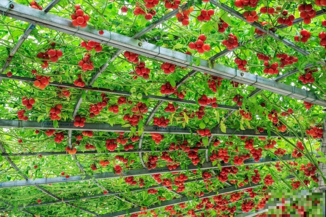 南瓜个头大的出奇，卖了2万8，比养猪还赚钱