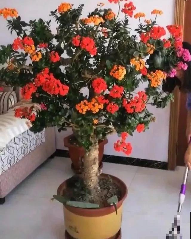 长寿花超全大养护，养爆盆的秘密，全在这里！