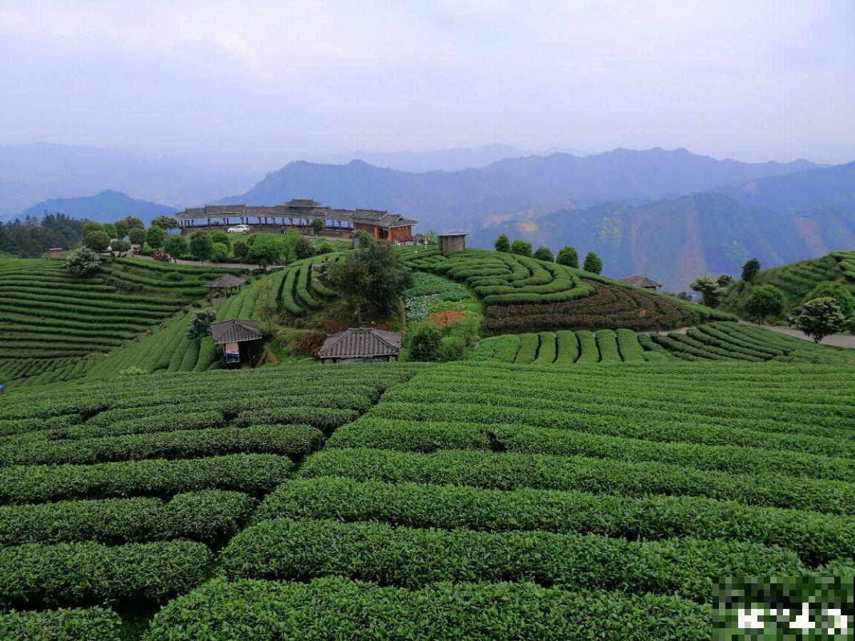 1个关于茶的知识，你可能一直都搞错了……