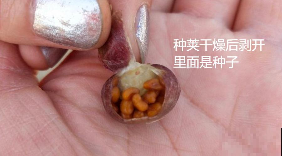 “过年花”开完，还能分10盆，每年都开花