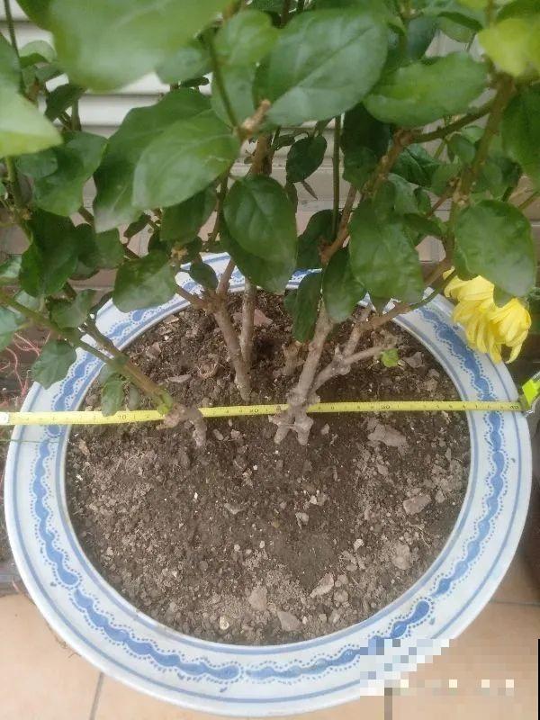 2月养花下狠手，剃光头、撸光叶，越狠越开花！