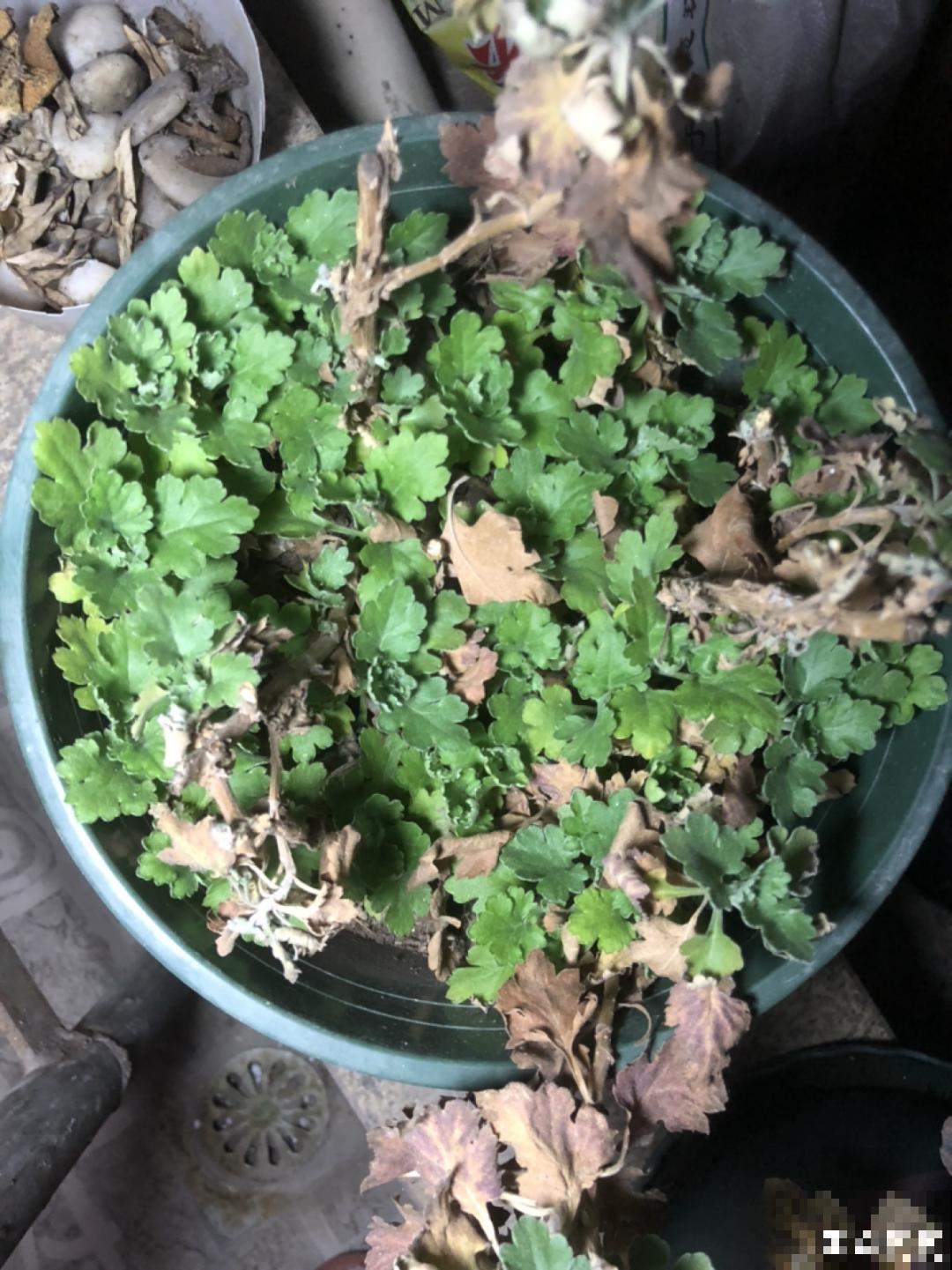 春天给花分株，1盆变成多盆，很快爆盆