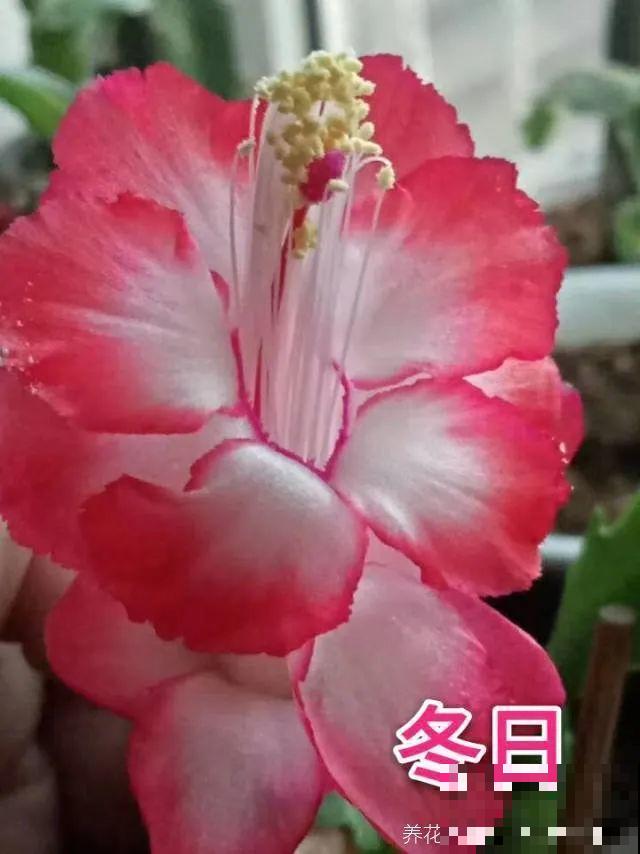 上万块的蟹爪兰，开花像烟花，养过的人不多