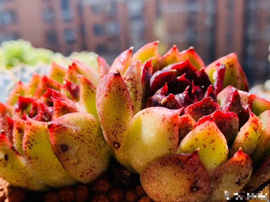 小阳台也能养多肉，一尺一寸，都是繁华！