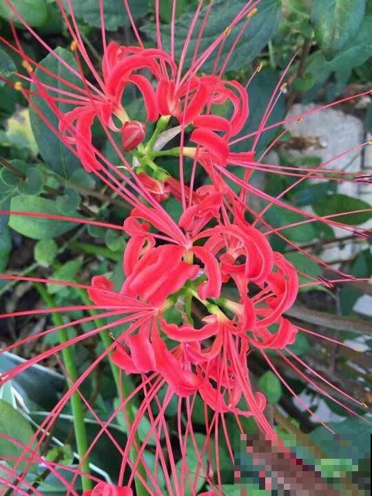 彼岸花神秘兮兮，有人说养它不吉利，其实都是迷信！