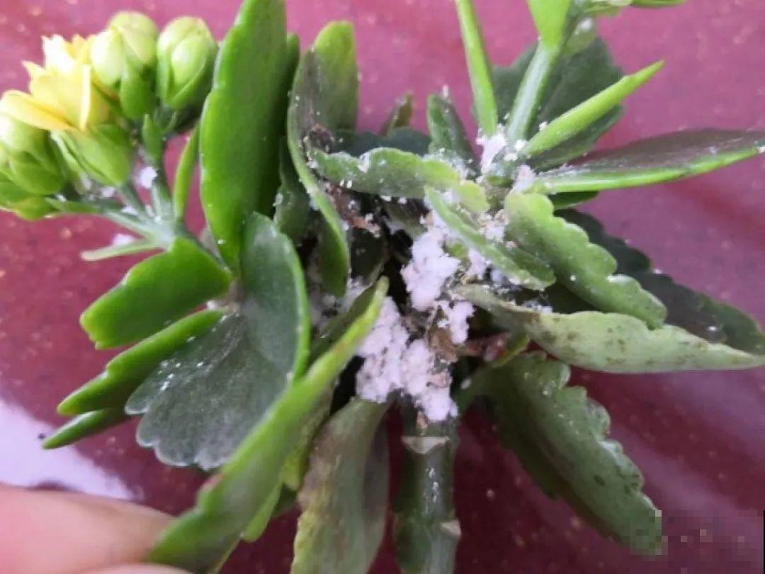 惊蛰之后，小虫乱飞，教你16种杀虫方法