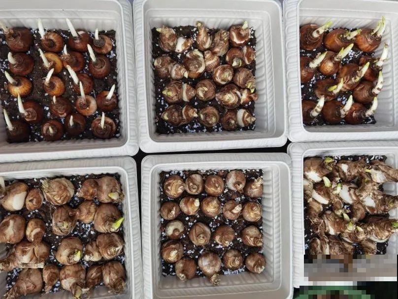 5年的花园，消失只要3天，全没了……