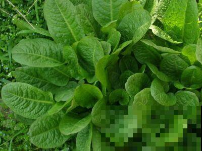 1种野草叫牛舌头，好多人上山排队挖，竟然有大作用