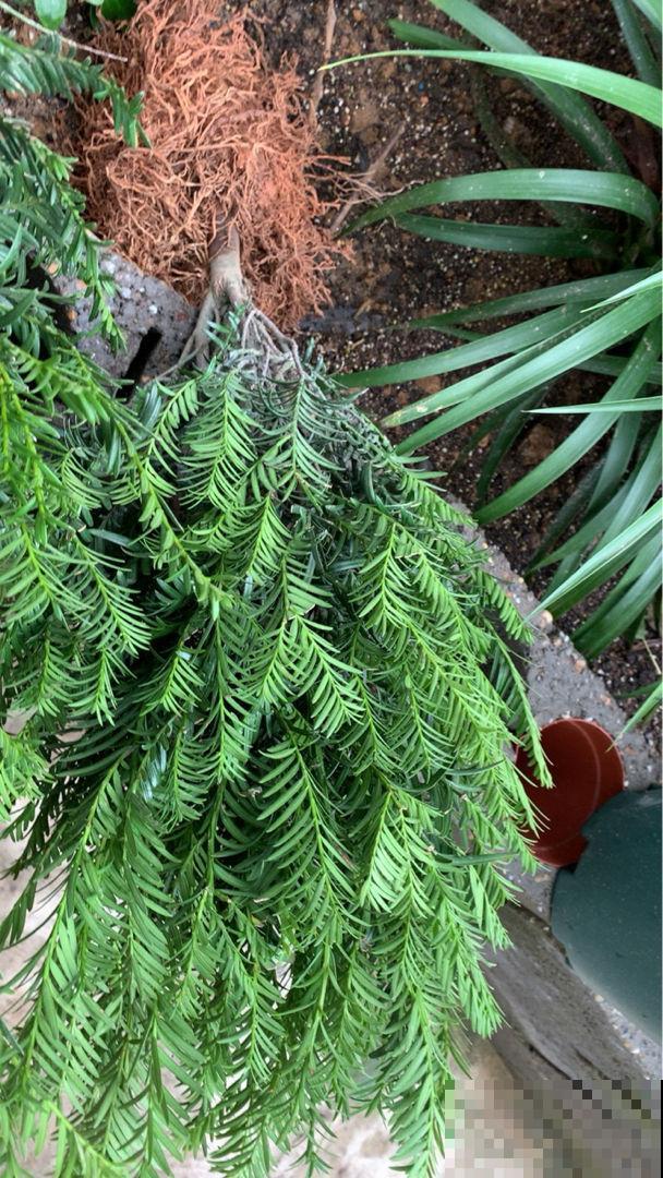 院子里面种点树，养的越久越金贵，最后都变成“财富”