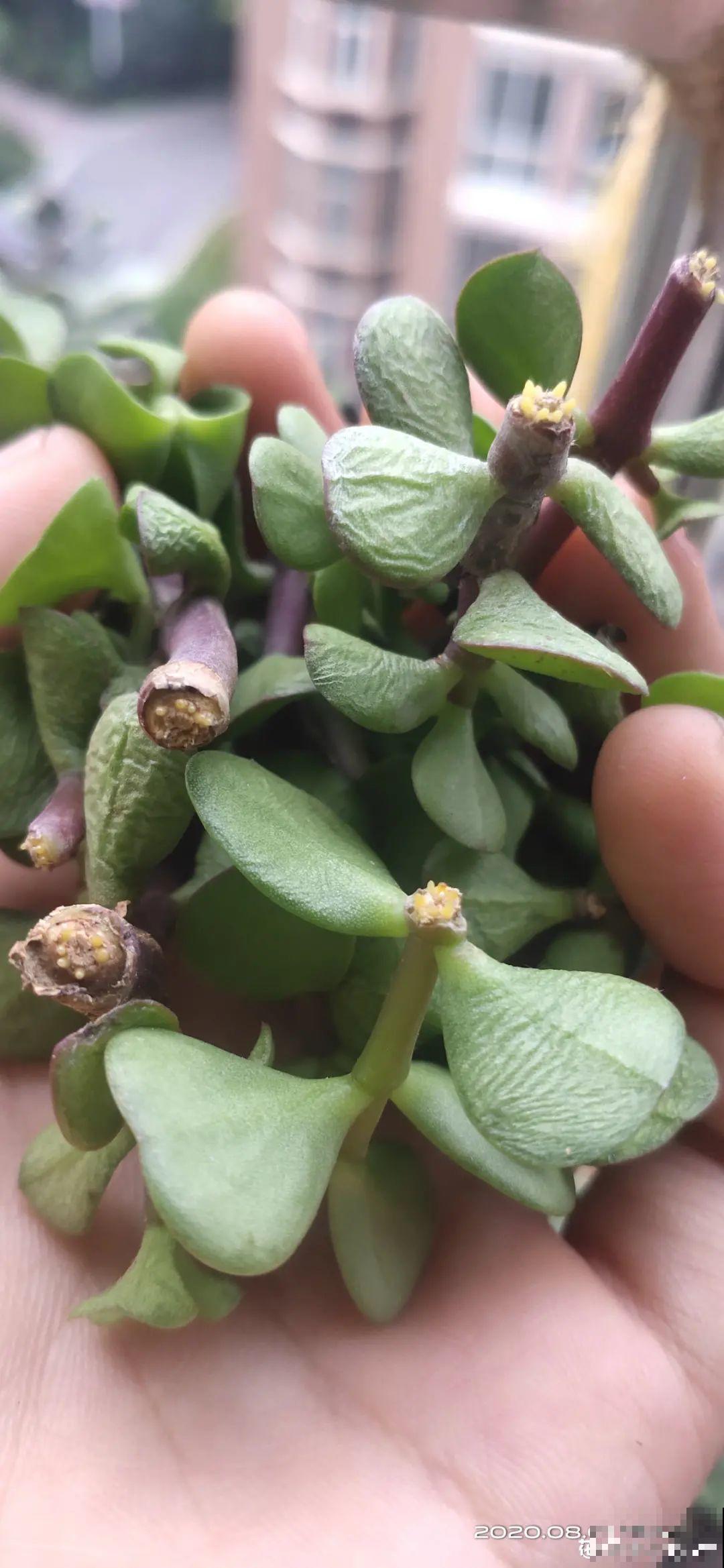 现在扦插超好活，剪根枝，捂3天，冒出狗牙根！