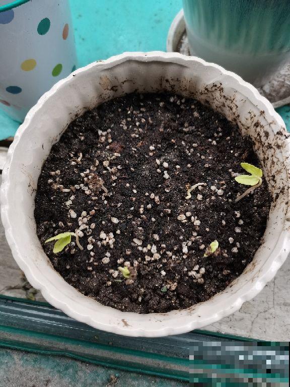 春天养花最好用营养土，好处有3点，性价比超高