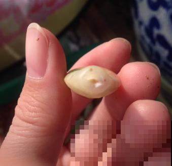 初春的多肉要撸叶子，重新扦插，能生好多盆